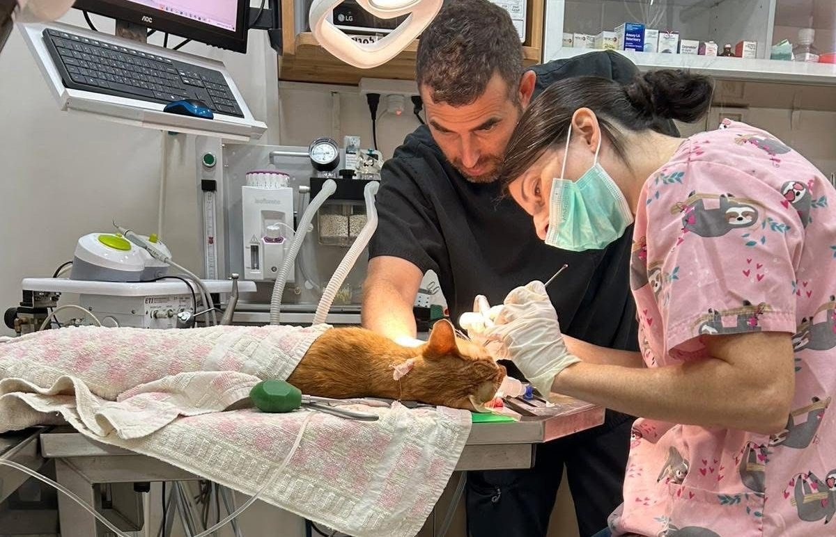 מרכז רפואי וטרינרי אילן ברעננה