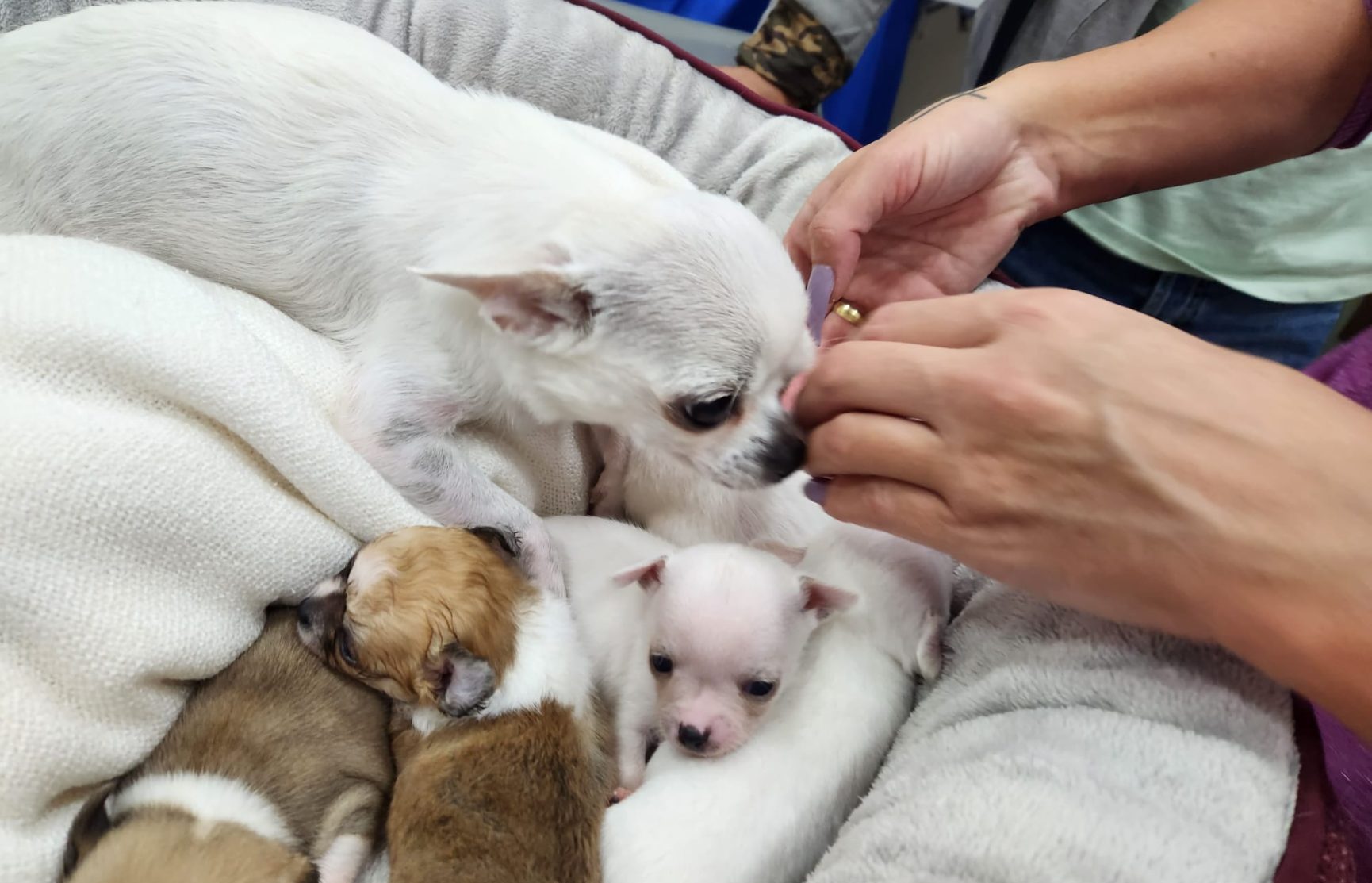 גורים גנדלר 4